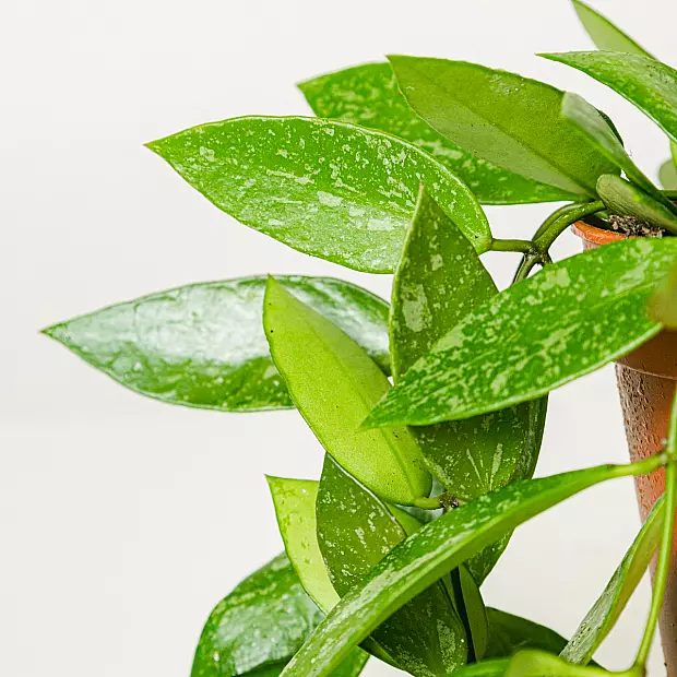 Hoya gracilis