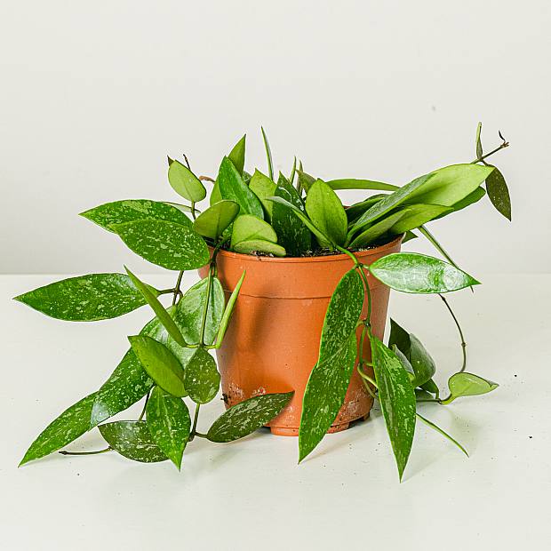 main plant pot