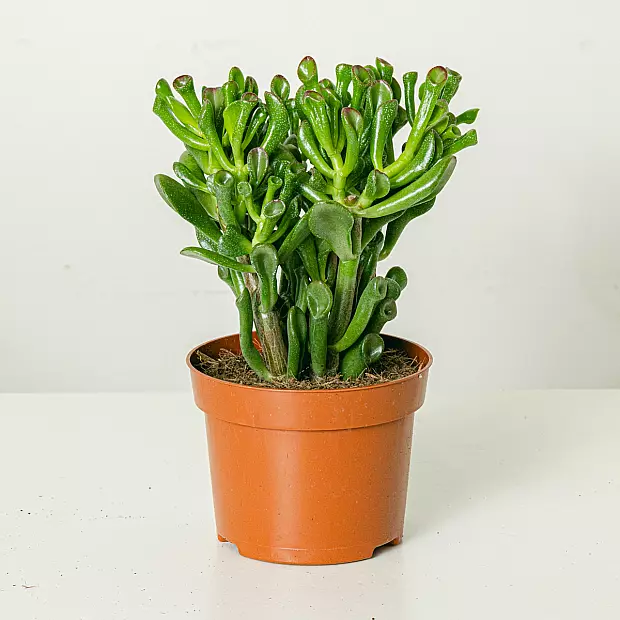 main plant pot