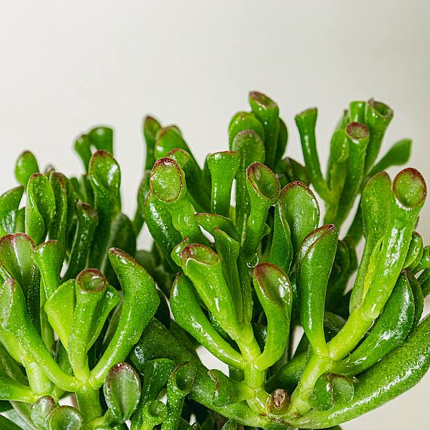 Crassula hobbit