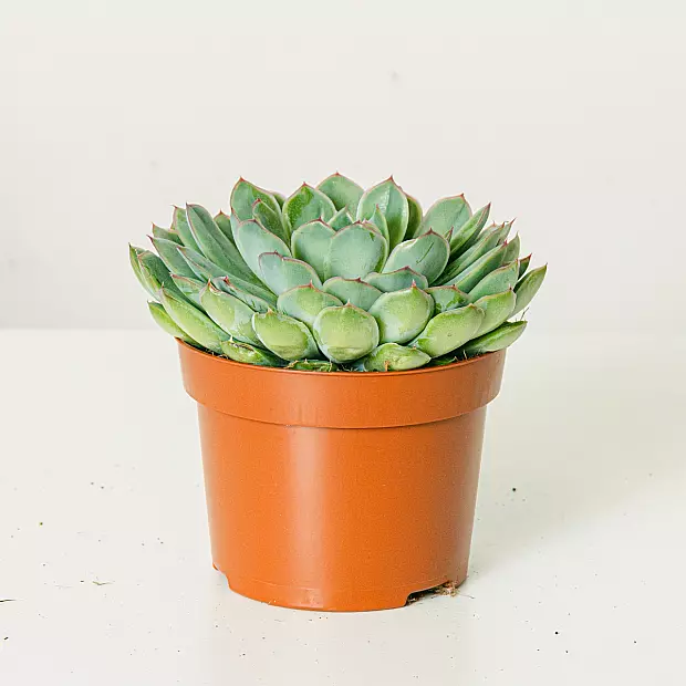 Echeveria Pulidonis