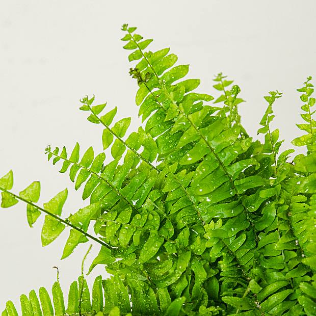 Blåklocka Fern