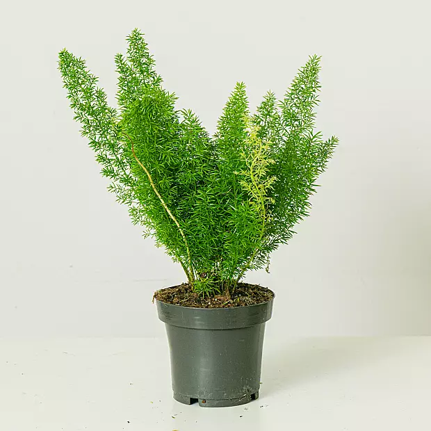 Asparagus Meyeri