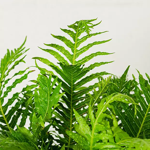 Blechnum Gibbum