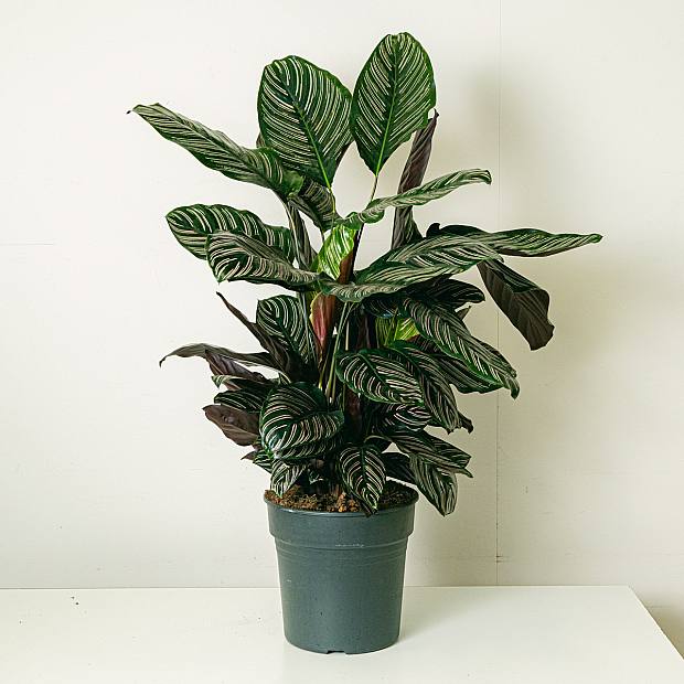 Calathea ornata