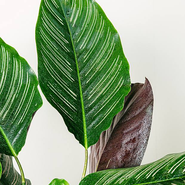 Calathea ornata