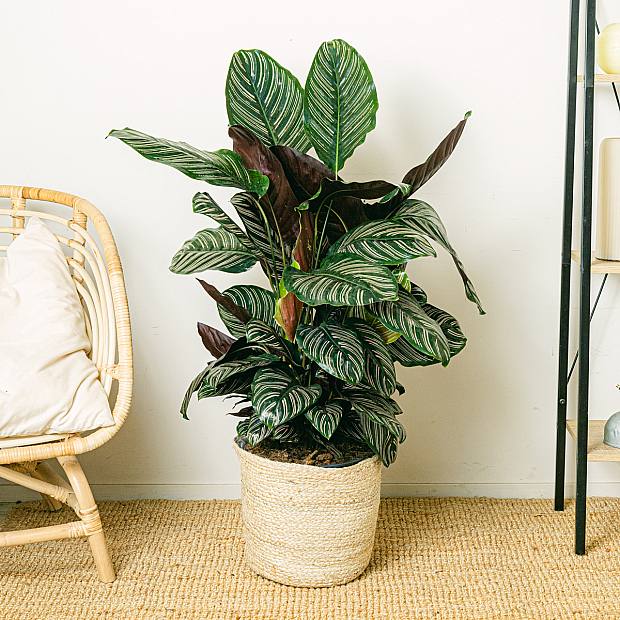 Calathea Ornata