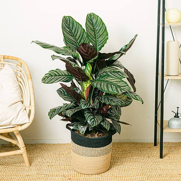 Calathea Ornata