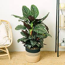 Calathea ornata related pic