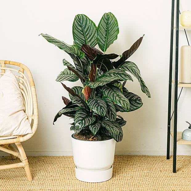 Calathea ornata