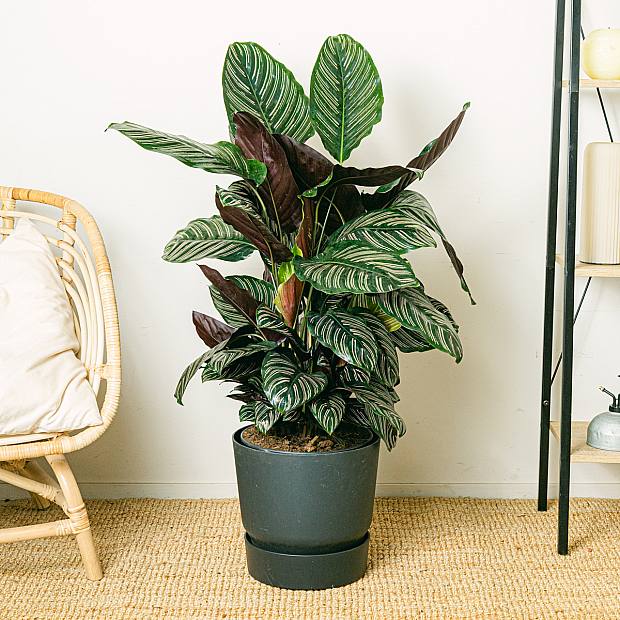 Calathea ornata