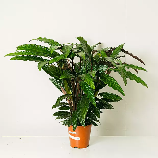 Calathea Wavestar