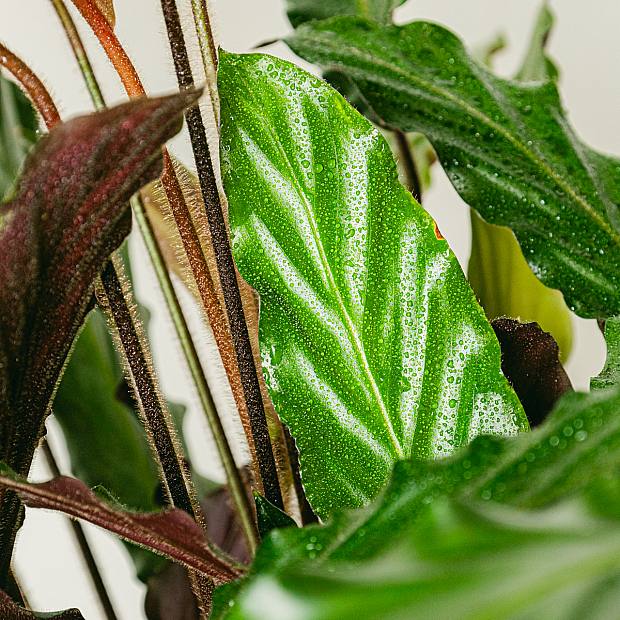 Calathea vågstjärna