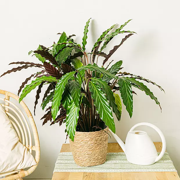 Calathea vågstjärna