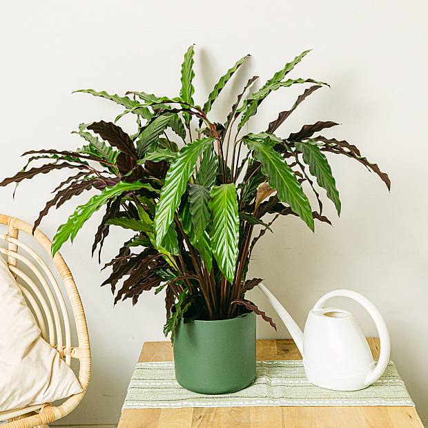 Calathea-Wellenstern