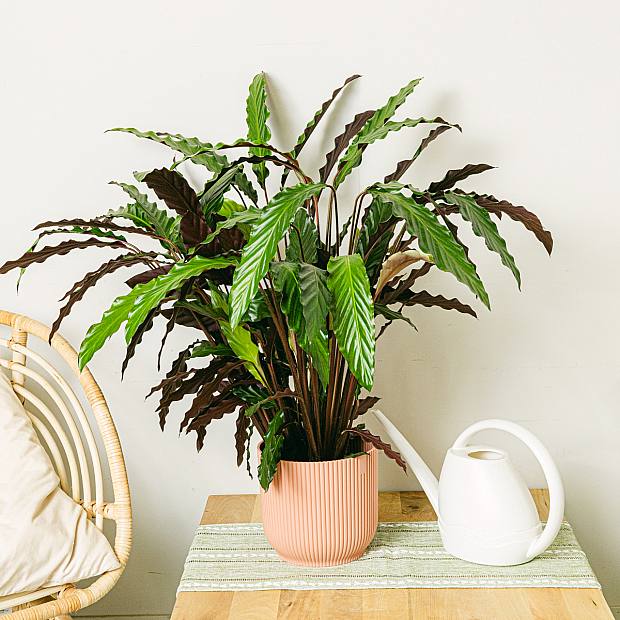 Calathea-Wellenstern