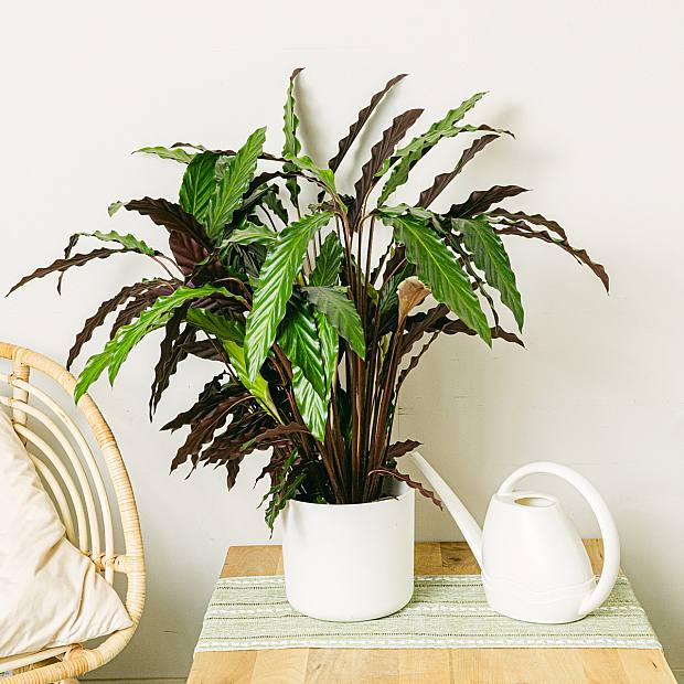 Calathea vågstjärna