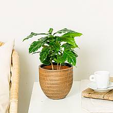 Coffea Arabica