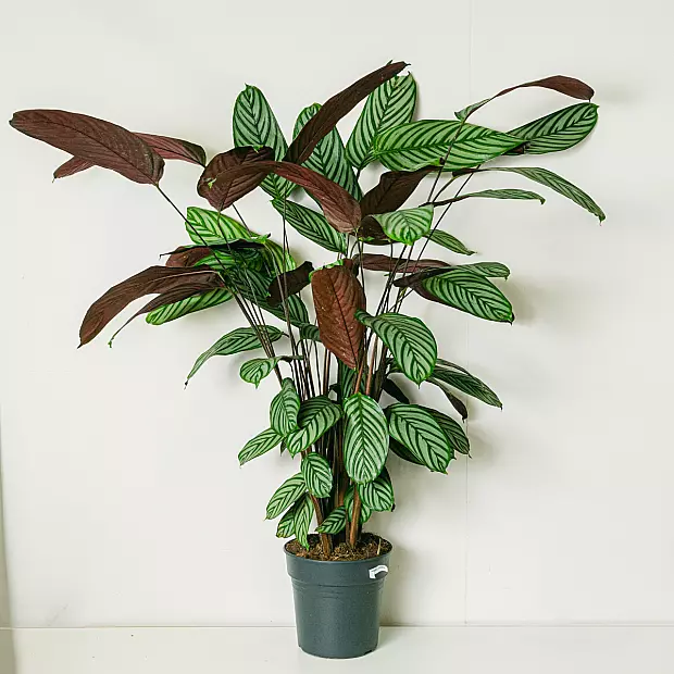 Calathea Oppenheimiana