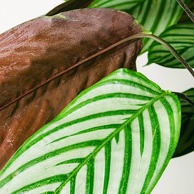 Калатея Оппенгейма (Calathea Oppenheimiana)