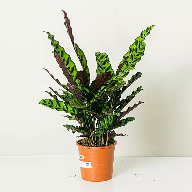 Calathea Insigne