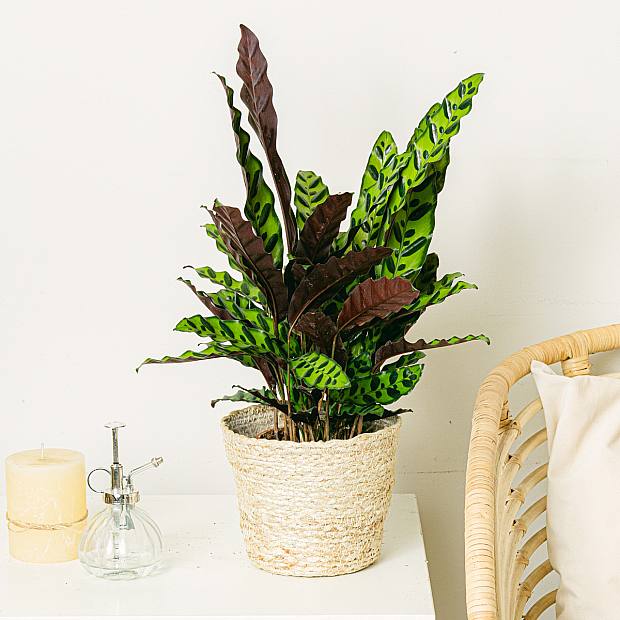 Calathea Insigne