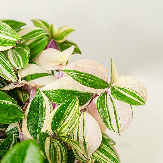 Tradescantia Fluminensis Quadricolor