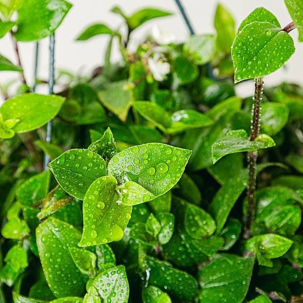 Tradescantia Grön kulle