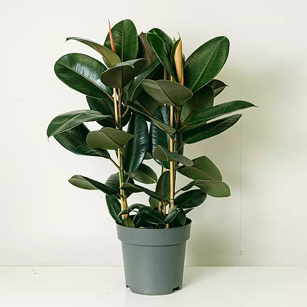 Ficus Elastica Abidjan