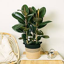 Ficus Elastica Abidjan related pic