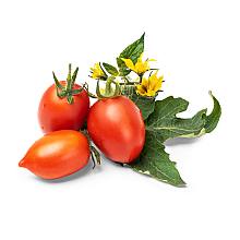 Cherry Tomato Lingot related pic