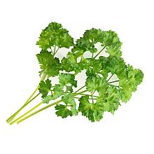 Curly Parsley Lingot related pic