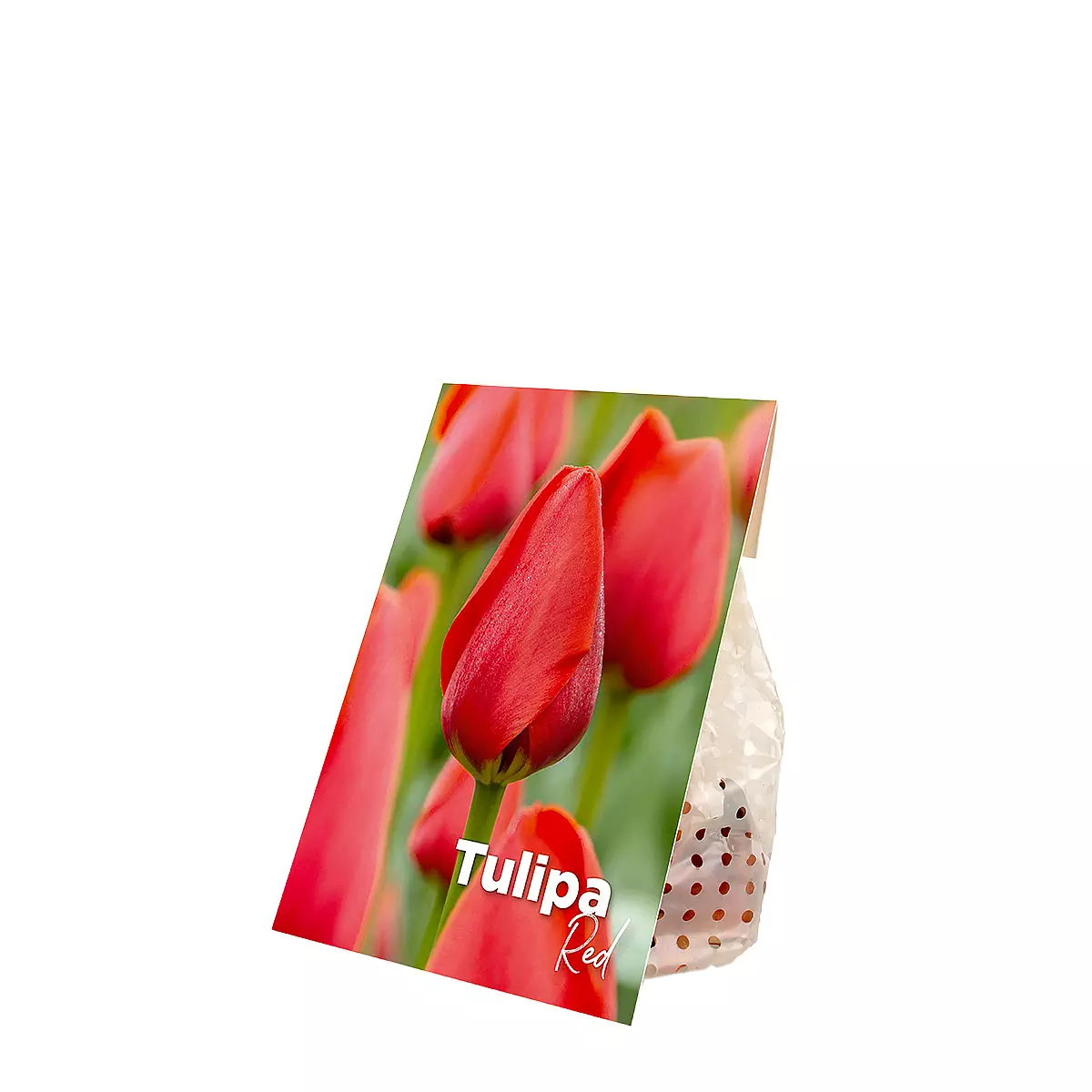 Cebulki czerwonych tulipanów