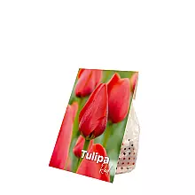 Cebulki czerwonych tulipanów