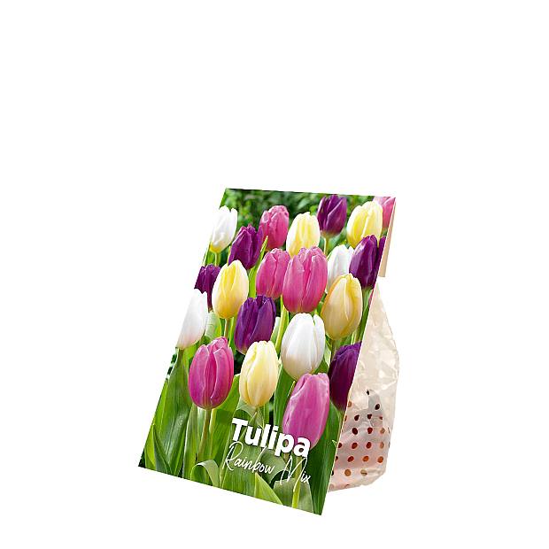 20 Rainbow Tulip Bulbs