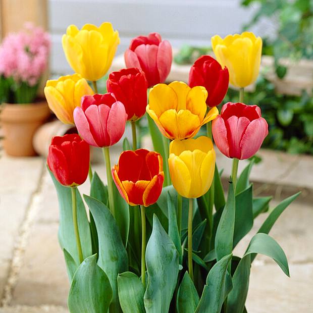 20 Tulip Bulbs Darwin Hybrid Mix