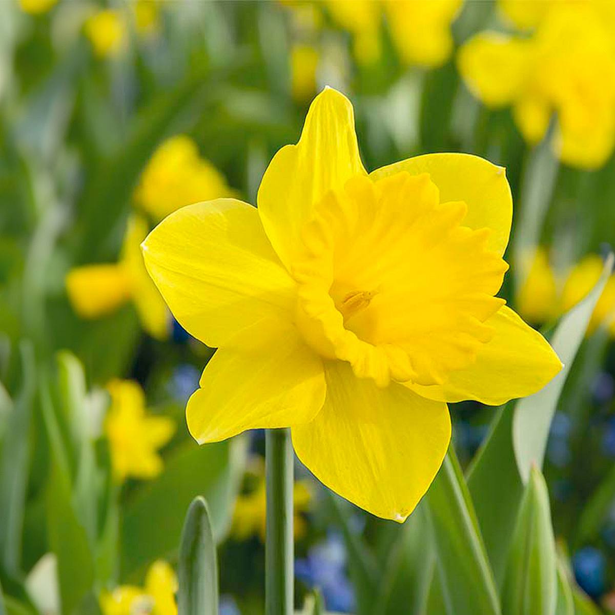 15 cibulek holandského mistra narcisů