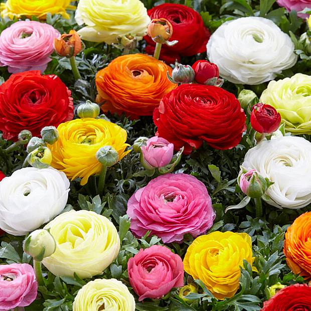 50 cibulí tulipánů Ranunculus Mix