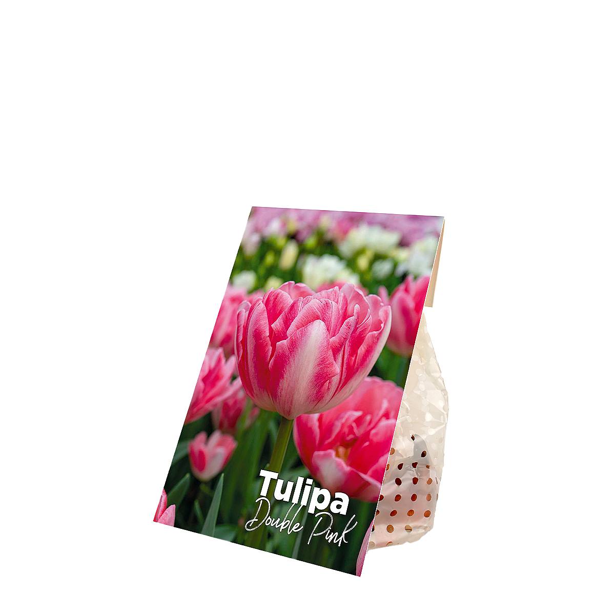 20 dvojitých růžových cibulek tulipánů