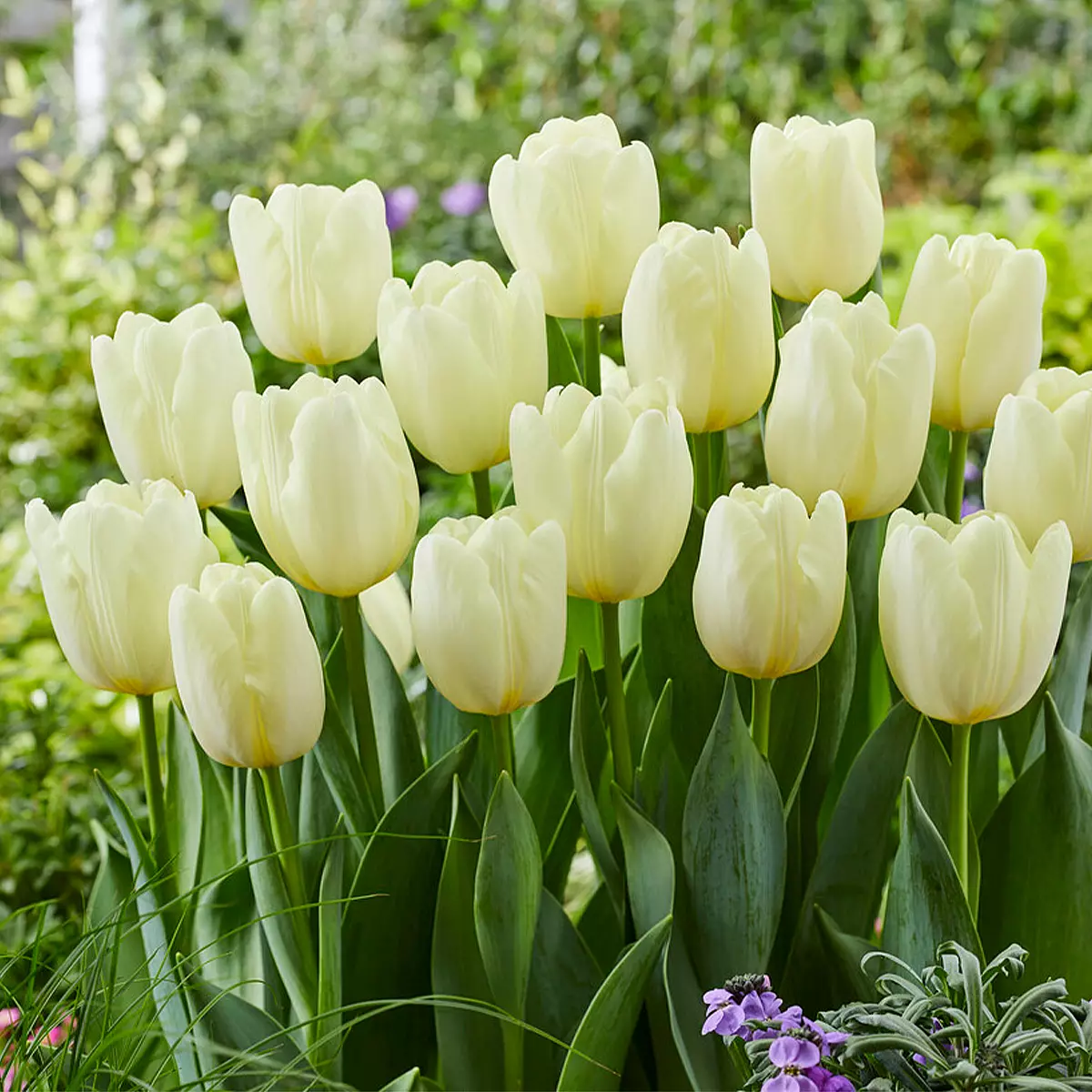 20 weiße Tulpenzwiebeln