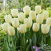 20 white tulip bulbs related pic