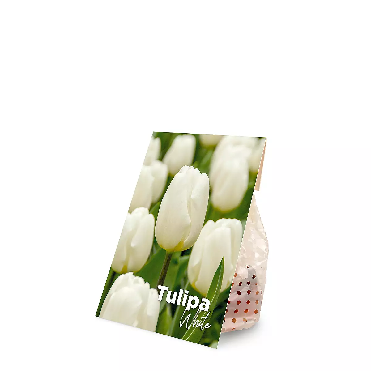 20 weiße Tulpenzwiebeln