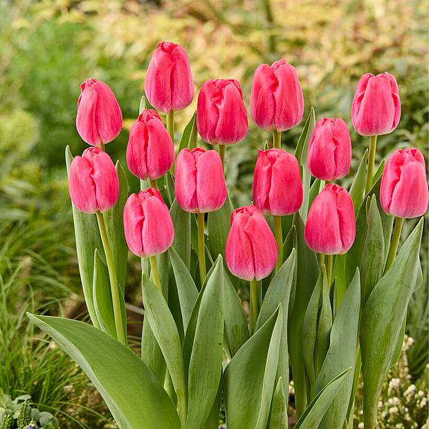 20 bolbos de tulipas cor-de-rosa