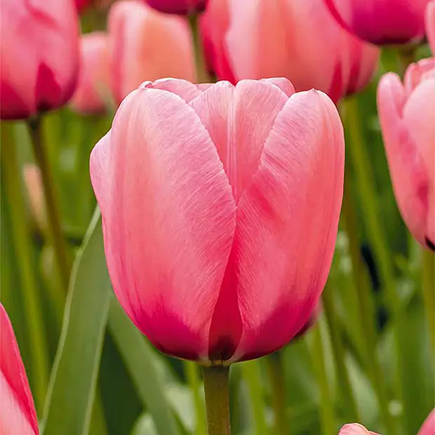 20 bolbos de tulipas cor-de-rosa