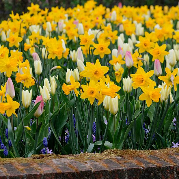 10 løg af Narcissus storblomstrende blanding