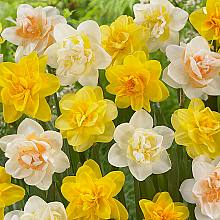 150 Bulbs of Narcissus Double ... related pic