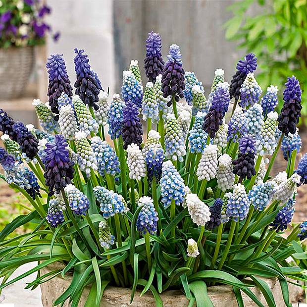 50 Zwiebeln Muscari Mix