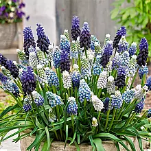 50 Zwiebeln Muscari Mix related pic