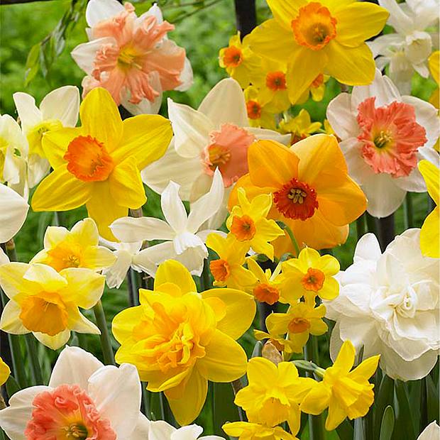 15 Bulbs of Narcissus All Spring Mix