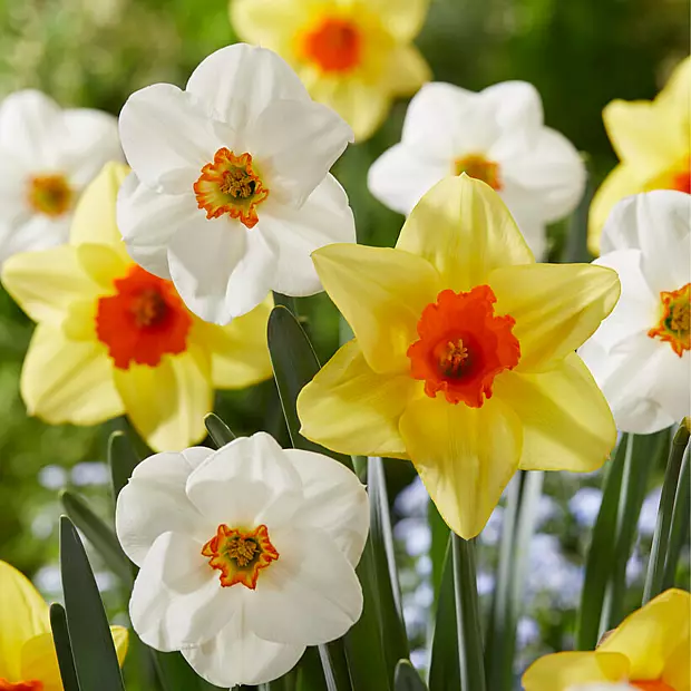 15 Bulbs of Narcissus All Spring Mix